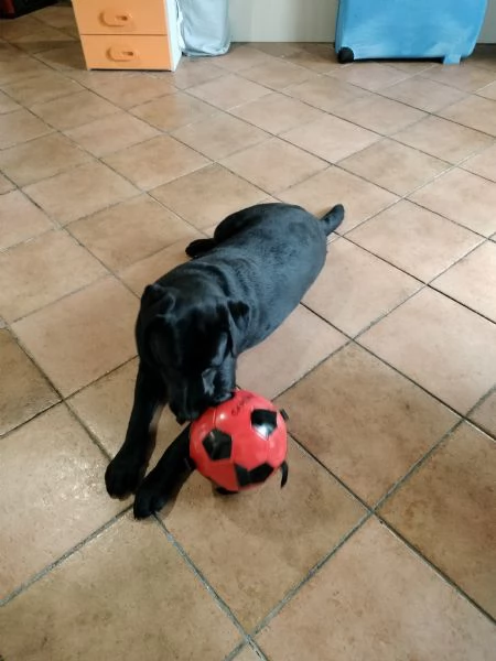 Vendo Cane Labrador maschio 