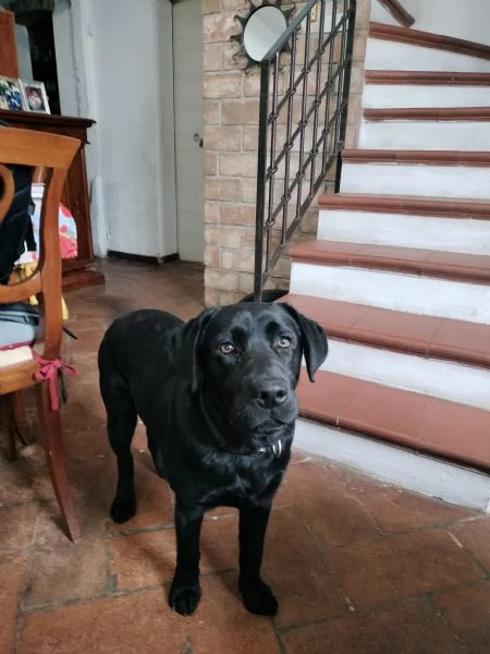 Vendo Cane Labrador maschio  | Foto 1
