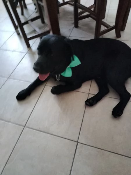 Vendo Cane Labrador maschio  | Foto 0