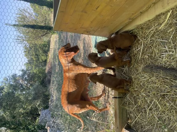 Vizsla Welpen zu verkaufen