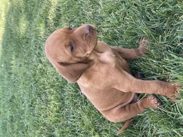 Vizsla Welpen zu verkaufen | Foto 0