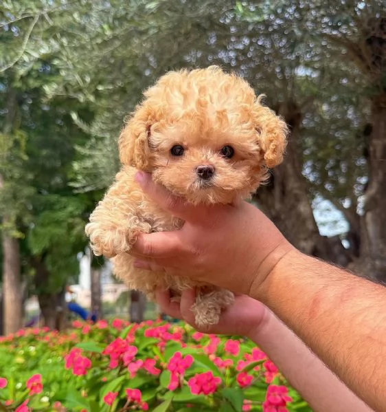 Cuccioli di barboncino adorabili in cerca di una nuova casa