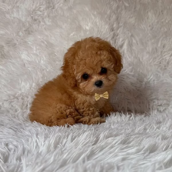 Cuccioli di barboncino adorabili in cerca di una nuova casa | Foto 2