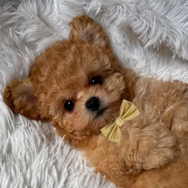 Cuccioli di barboncino adorabili in cerca di una nuova casa | Foto 0