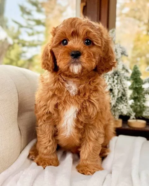 cavapoo puppies for adoption