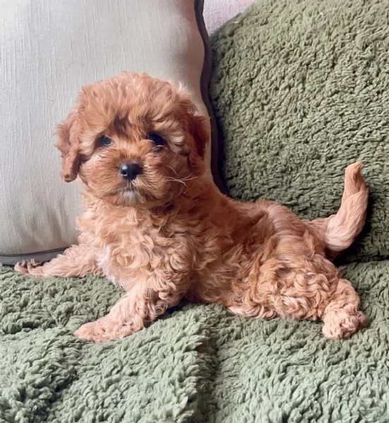 Cuccioli di barboncino adorabili in cerca di una nuova casa | Foto 0