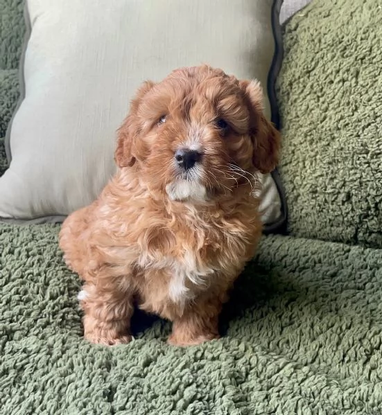 Cuccioli di barboncino adorabili in cerca di una nuova casa