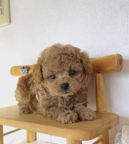 Cuccioli di barboncino adorabili in cerca di una nuova casa  | Foto 0