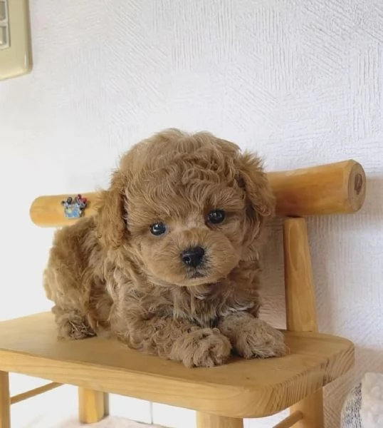 Cuccioli di barboncino adorabili in cerca di una nuova casa 