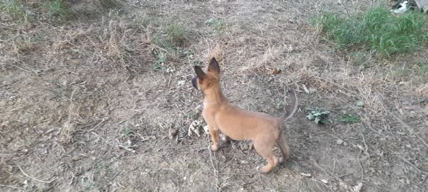 Cucciolo pastore belga malinois  | Foto 0