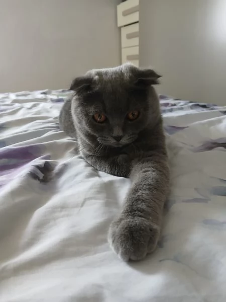 Gattino scottish fold blu | Foto 4