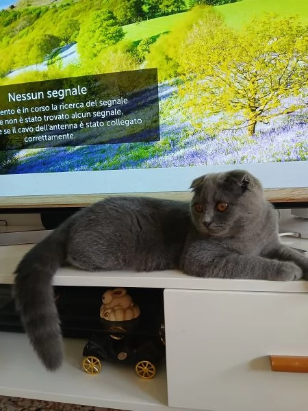 Gattino scottish fold blu | Foto 3