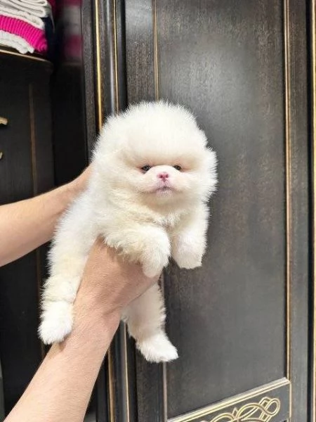 Cuccioli Spitz