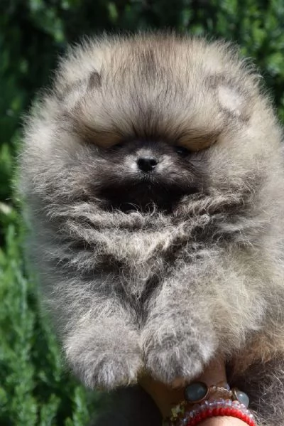Cuccioli di Pomerania Boo | Foto 3
