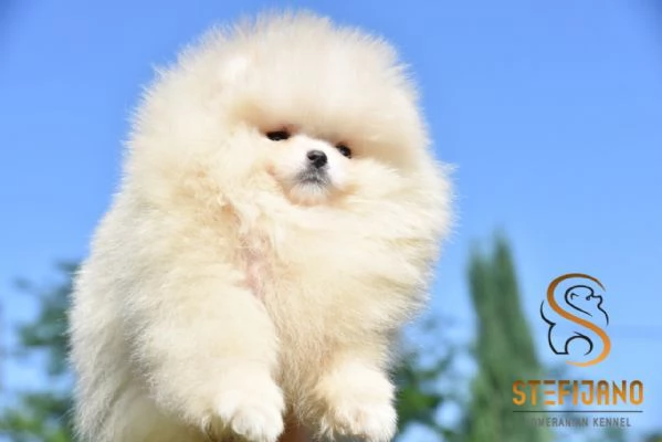Cuccioli di Pomerania Boo | Foto 1