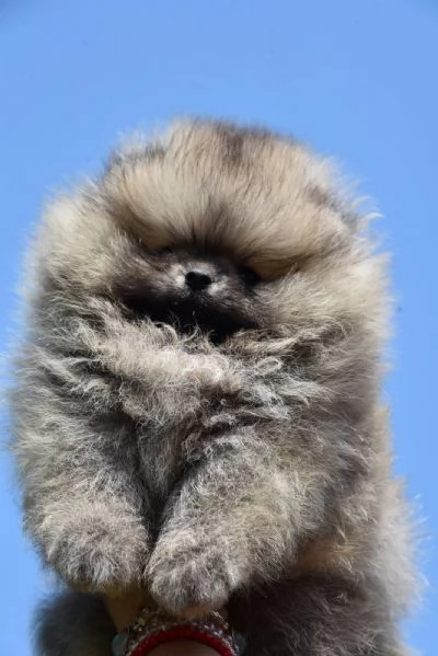 Cuccioli di Pomerania Boo | Foto 0