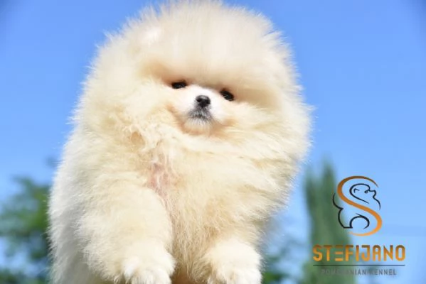 Cuccioli di Pomerania Boo