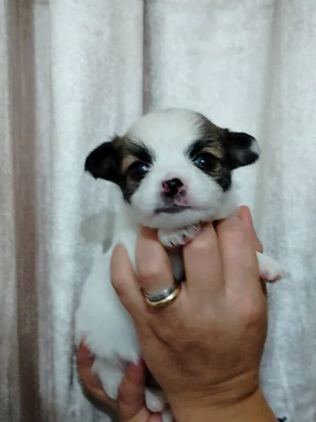 Chihuahua  | Foto 0
