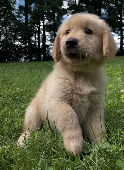 CUCCIOLO GOLDEN RETRIEVER  MASCHIO EFEMMINA RAZZA PURA DISPONIBILI  | Foto 2