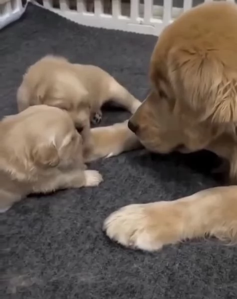 CUCCIOLO GOLDEN RETRIEVER  MASCHIO EFEMMINA RAZZA PURA DISPONIBILI  | Foto 1