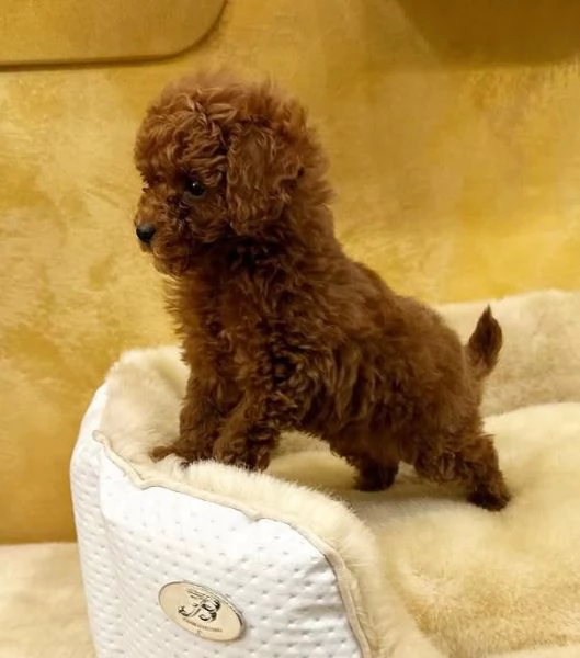 Questo cucciolo  dotato di barboncino 
