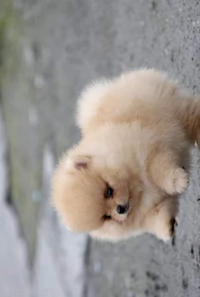 Offerta di adozione maschio e femmina  VALPINO POMERANIAN | Foto 0