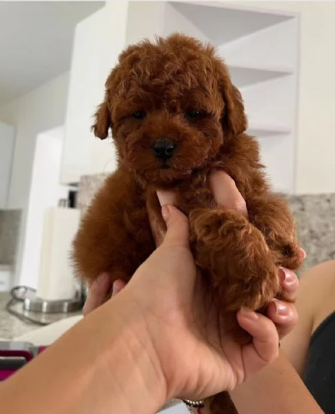 Questo cucciolo  dotato di barboncino  | Foto 0