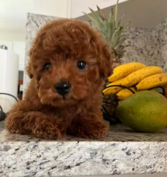 Questo cucciolo  dotato di barboncino 