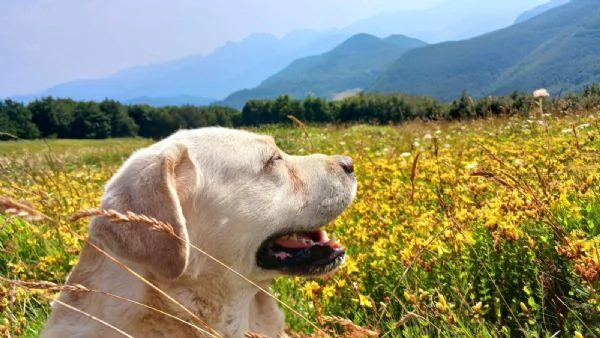 Urgente in regalo Labrador 9 anni 