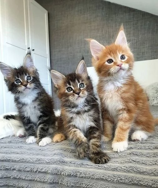 CUCCIOLI DI MAINE COON IN ADOZIONE  | Foto 0