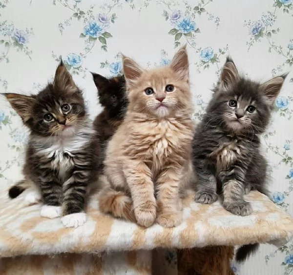 CUCCIOLI DI MAINE COON IN ADOZIONE 