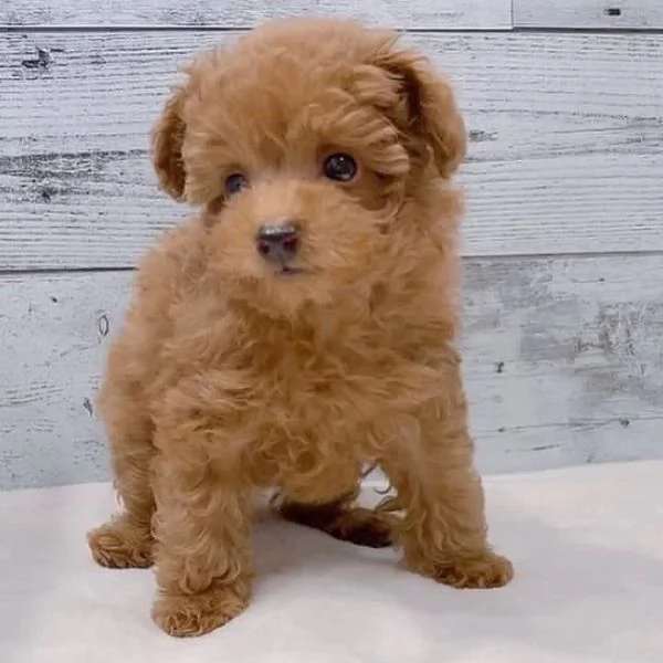 Cuccioli di barboncino adorabili in cerca di una nuova casa