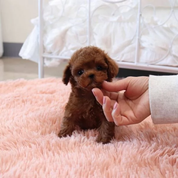 Cuccioli di barboncino adorabili in cerca di adozione 