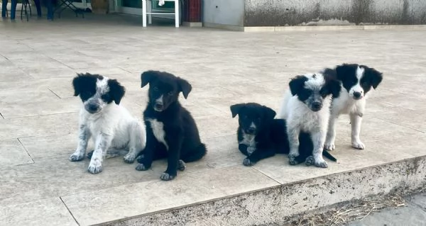 Cuccioli in adozione mamma Border Collie