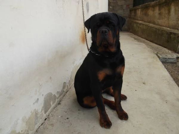 cucciolone rottweiler | Foto 3