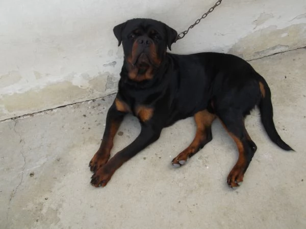 cucciolone rottweiler | Foto 0