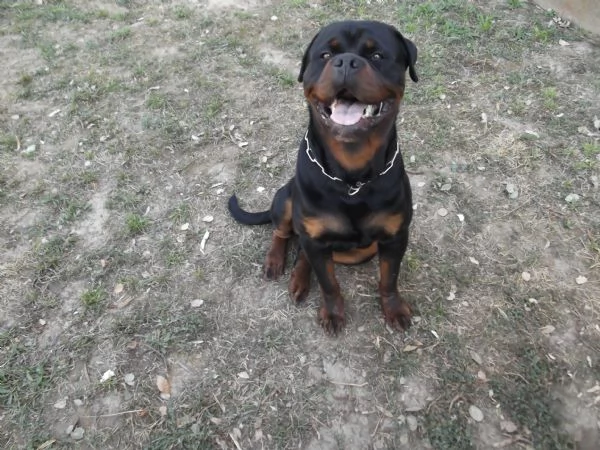 cucciolone rottweiler