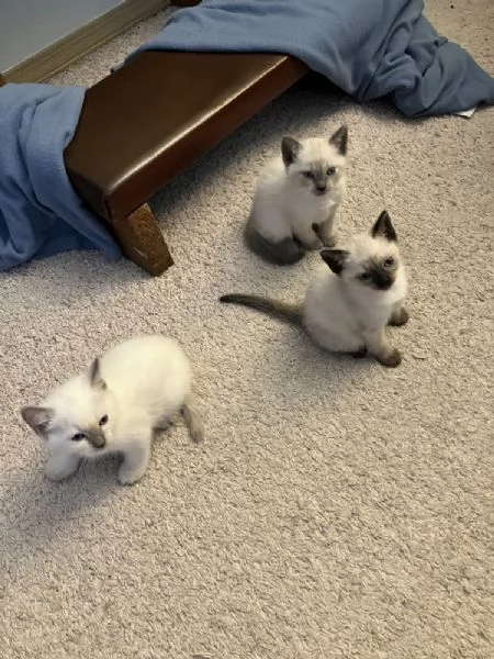 maschio e femmina siamese