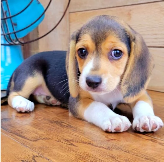 Regalo Beagle MERAVIGLIOSI cuccioli di Beagle ottima genealogia gia vaccinati sverminati e microch