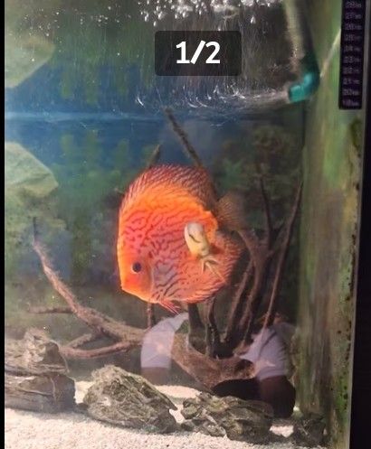 Discus