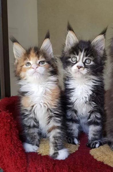 Sto regalando cuccioli di maltese