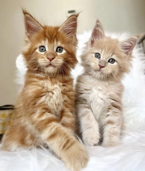 REGALO MAINE COON