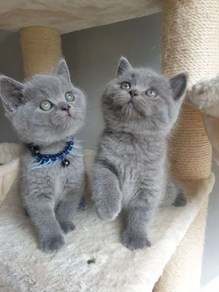 Gattini British Shorthair color crema maschi e femmine