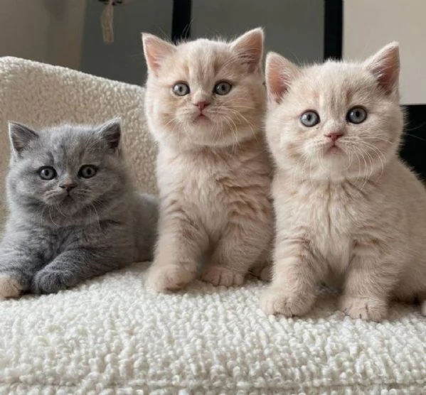 Gattini British Shorthair color crema maschi e femmine | Foto 0