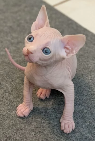 Solo gattini SPHYNX e sar lieta di inviare foto e video dei cuccioli 