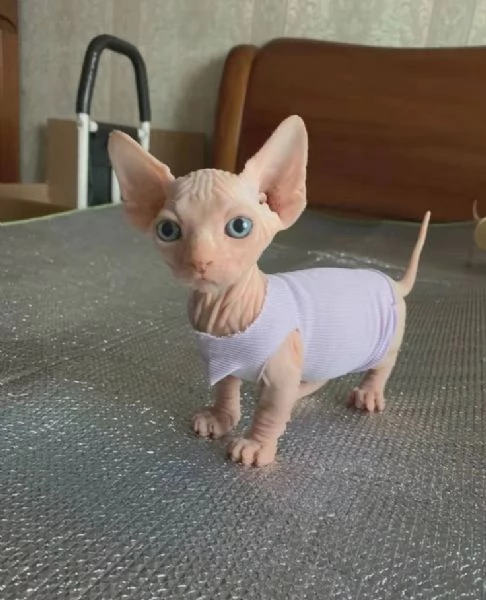 Solo gattini SPHYNX e sar lieta di inviare foto e video dei cuccioli  | Foto 1