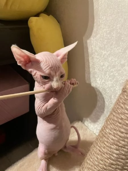Solo gattini SPHYNX e sar lieta di inviare foto e video dei cuccioli  | Foto 0