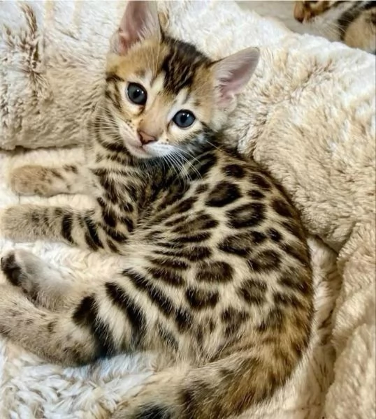 Gattini Bengala | Foto 0