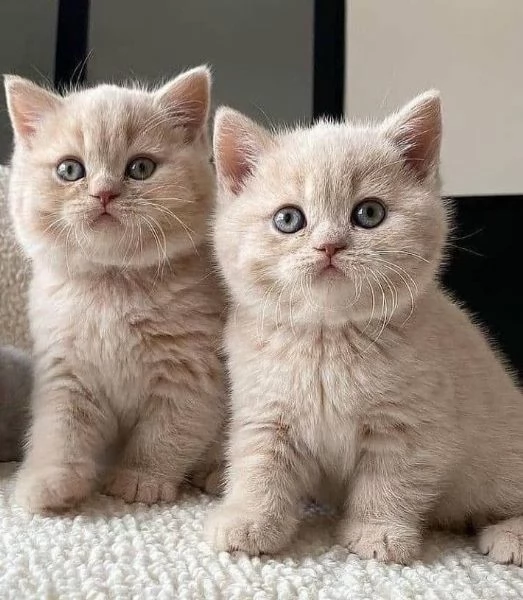 British Shorthair femmina e maschio