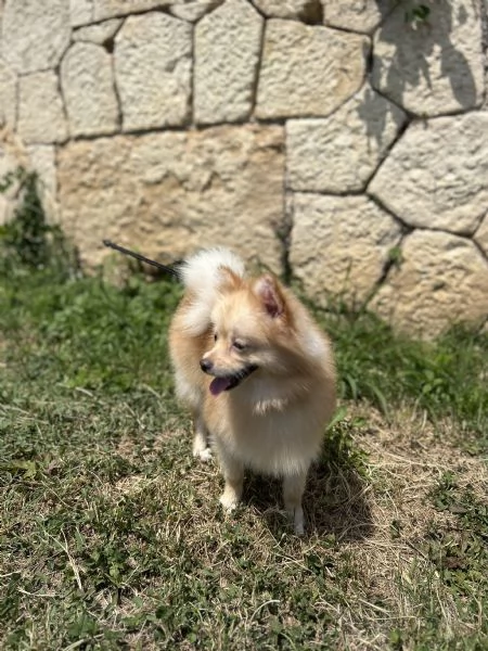 Cucciola Spitz Pomerania  | Foto 4